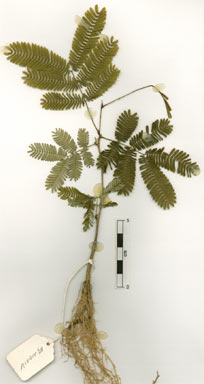 APII jpeg image of Senegalia pennata subsp. kerrii  © contact APII