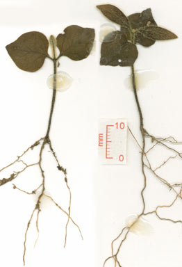 APII jpeg image of Palmeria scandens  © contact APII