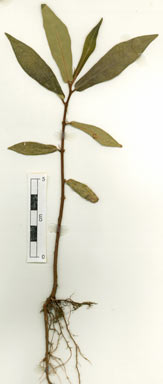 APII jpeg image of Ficus adenosperma  © contact APII