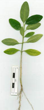 APII jpeg image of Leichhardtia cymulosa  © contact APII