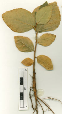 APII jpeg image of Ficus aculeata var. indecora  © contact APII