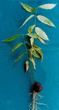 APII jpeg image of Syzygium glenum  © contact APII