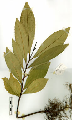 APII jpeg image of Elaeocarpus sp. Mt Spurgeon (B.P.Hyland 2907RFK)  © contact APII