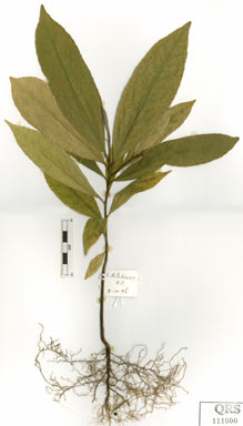 APII jpeg image of Elaeocarpus foveolatus  © contact APII