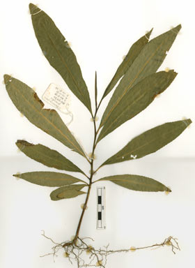 APII jpeg image of Elaeocarpus angustifolius  © contact APII
