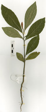 APII jpeg image of Wetria australiensis  © contact APII