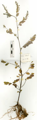 APII jpeg image of Phyllanthus tenellus  © contact APII
