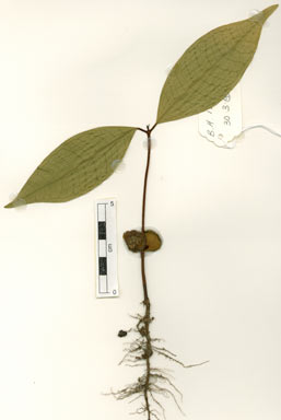 APII jpeg image of Lindsayomyrtus racemoides  © contact APII