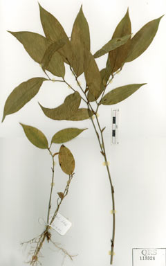 APII jpeg image of Kuntheria pedunculata  © contact APII