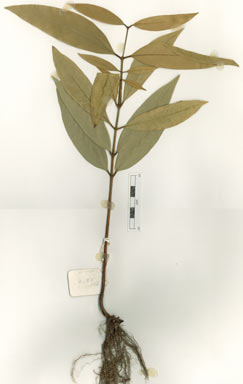 APII jpeg image of Syzygium divaricatum  © contact APII