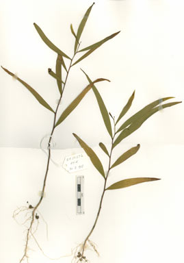 APII jpeg image of Acacia hylonoma  © contact APII