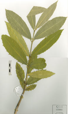 APII jpeg image of Wilkiea rigidifolia  © contact APII