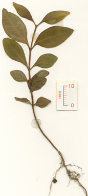 APII jpeg image of Rhodamnia sessiliflora  © contact APII