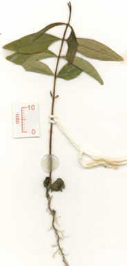 APII jpeg image of Syzygium apodophyllum  © contact APII