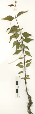 APII jpeg image of Syzygium canicortex  © contact APII