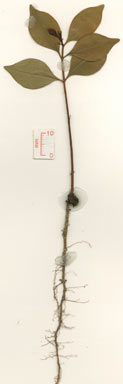 APII jpeg image of Syzygium endophloium  © contact APII