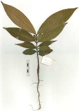 APII jpeg image of Syzygium erythrocalyx  © contact APII