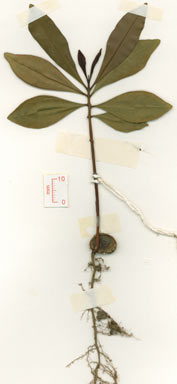 APII jpeg image of Syzygium erythrodoxum  © contact APII
