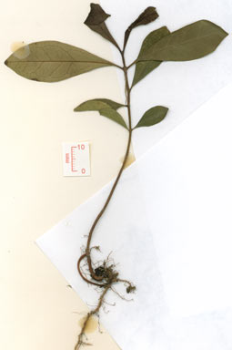 APII jpeg image of Syzygium minutuliflorum  © contact APII