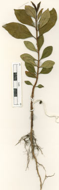 APII jpeg image of Syzygium trachyphloium  © contact APII