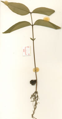 APII jpeg image of Syzygium hedraiophyllum  © contact APII