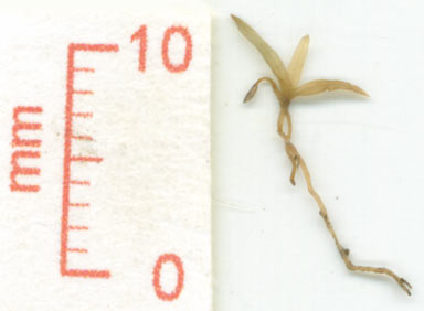 APII jpeg image of Freycinetia percostata  © contact APII