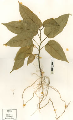 APII jpeg image of Adenia heterophylla subsp. heterophylla  © contact APII
