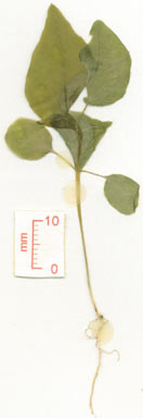 APII jpeg image of Passiflora foetida  © contact APII