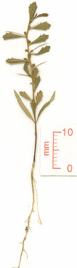 APII jpeg image of Bursaria spinosa subsp. spinosa  © contact APII