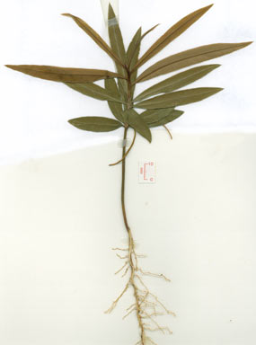 APII jpeg image of Podocarpus dispermus  © contact APII