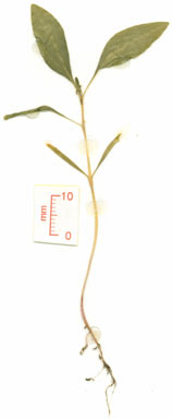 APII jpeg image of Persicaria orientalis  © contact APII