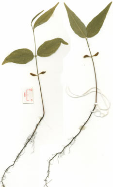 APII jpeg image of Rhamnella vitiensis  © contact APII