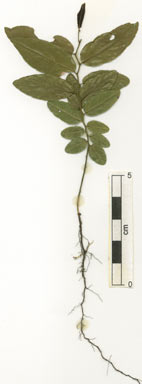 APII jpeg image of Ventilago pubiflora  © contact APII