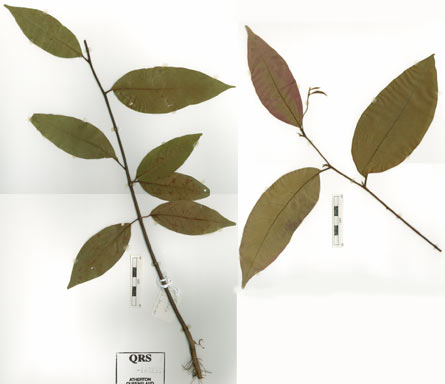 APII jpeg image of Prunus brachystachya  © contact APII
