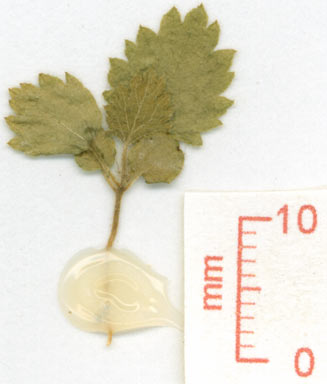 APII jpeg image of Rubus alceifolius  © contact APII