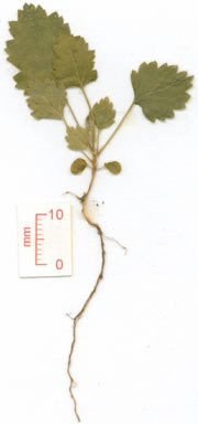 APII jpeg image of Rubus moluccanus var. trilobus  © contact APII