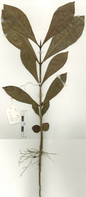 APII jpeg image of Atractocarpus fitzalanii subsp. fitzalanii  © contact APII