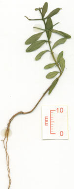 APII jpeg image of Everistia vacciniifolia f. crassa  © contact APII