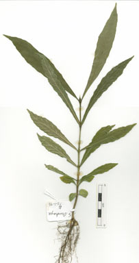 APII jpeg image of Gardenia actinocarpa  © contact APII