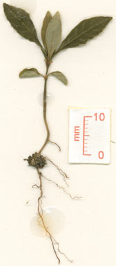 APII jpeg image of Gardenia ovularis  © contact APII
