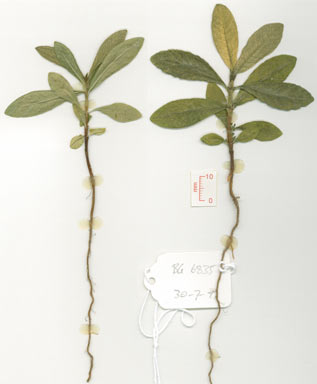 APII jpeg image of Gardenia scabrella  © contact APII