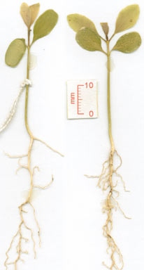 APII jpeg image of Acronychia parviflora  © contact APII
