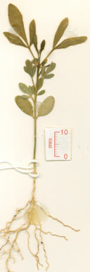 APII jpeg image of Sarcomelicope simplicifolia subsp. simplicifolia  © contact APII