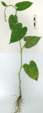 APII jpeg image of Aristolochia acuminata  © contact APII