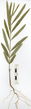 APII jpeg image of Santalum lanceolatum  © contact APII