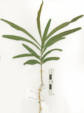 APII jpeg image of Atalaya angustifolia  © contact APII