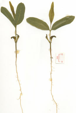 APII jpeg image of Atalaya variifolia  © contact APII