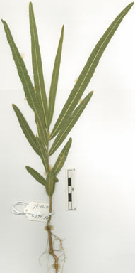 APII jpeg image of Atalaya variifolia  © contact APII