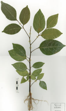 APII jpeg image of Mischocarpus exangulatus  © contact APII