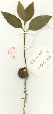 APII jpeg image of Mischocarpus pyriformis subsp. retusus  © contact APII